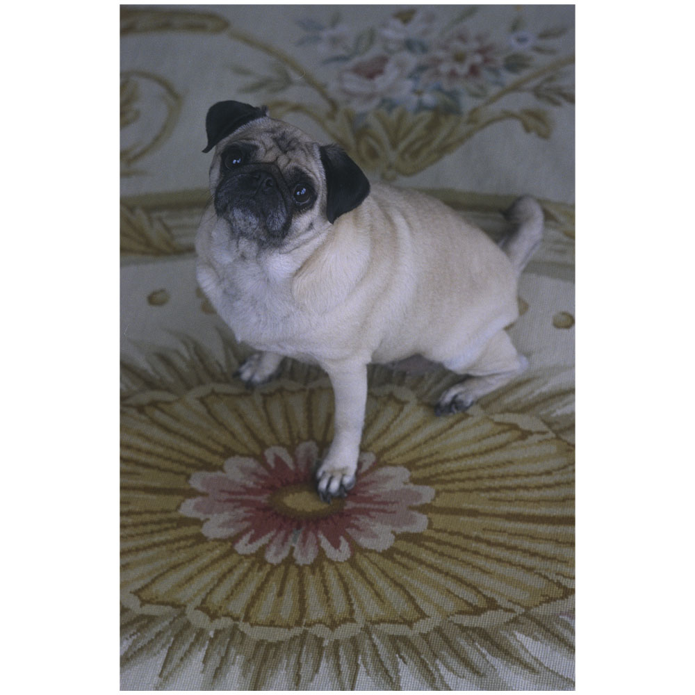 Ace of  Hearts Photo pug Photo NYC.jpg